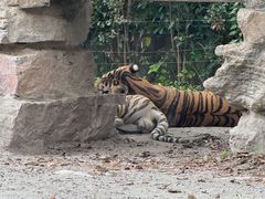 -上海野生动物园老虎餐厅