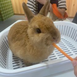-Moni星球萌宠·小马宝莉·灵蛇·高端高阶全萌宠互动体验俱乐部(红豆国际广场店)