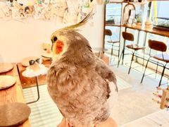 -吉丁鸟咖·异宠·寄养