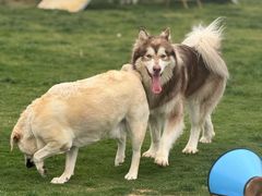 -趣玩宠物乐园寄养训犬训狗游泳池