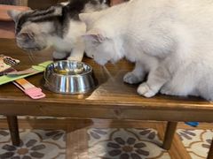 -猫猫幼稚园·撸猫·桌游·电玩