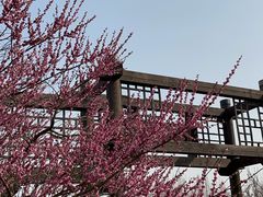 -苏州上方山国家森林公园