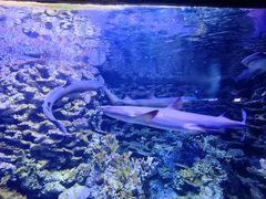 -江和美海洋公园
