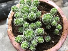 -龙大花卉苗木市场