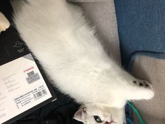 -东方名猫馆·英短金渐层布偶猫舍(环线广场1号楼店)