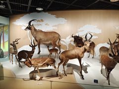 -陕西自然博物馆