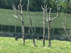 -上海野生动物园老虎餐厅