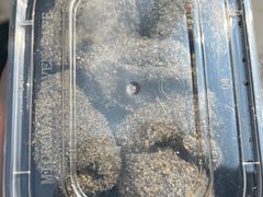 -叶氏麻糍(鼓浪屿店)