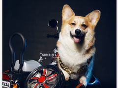 -超宠爱宠物摄影-Super pet