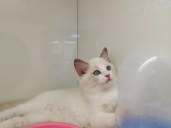 -lincat·猫舍(广州店)