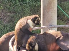 -西霞口神雕山野生动物世界