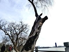 -无锡蠡湖国家湿地公园-蠡园