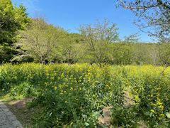 -苏州上方山国家森林公园