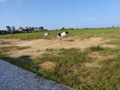 -盐城丹顶鹤湿地生态旅游区