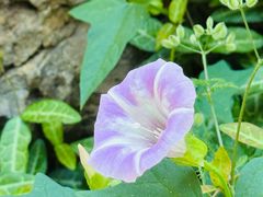 -雨花胜境