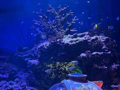 景点-上海海昌海洋公园
