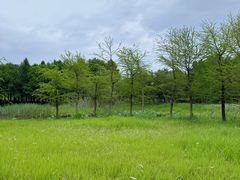 -贡湖湾湿地公园