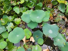 -洛阳市隋唐城遗址植物园