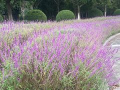 -上海鲜花港