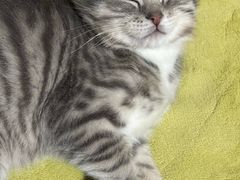 -贝康宠物医院·犬猫全科·小动物特色诊疗中心(东环路店)