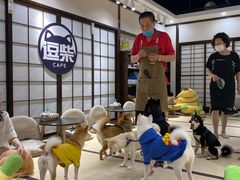 -逗柴咖啡屋·狗咖猫咖宠物桌游