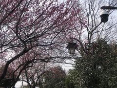 -杭州半山国家森林公园