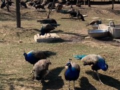 -宿豫区运河湾森林动物园