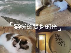 -白兔子密室(长寿路店)