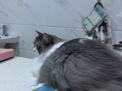 -萌兽医馆·宠物医院·猫骨科(创景店)