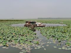-微山湖红荷湿地景区
