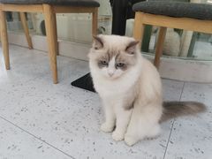 -喵园·猫主题咖啡厅·撸猫·猫咖(国贸店)