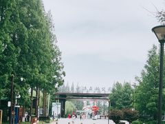 -黄海国家森林公园