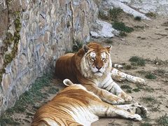 -西霞口神雕山野生动物世界