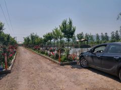 -同銮特种养殖场·龙虾垂钓