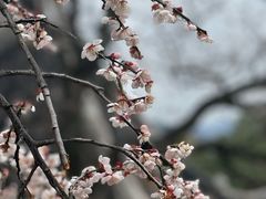 -香雪海