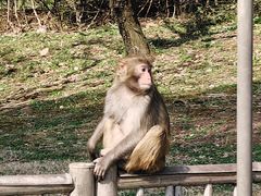 -苏州上方山国家森林公园