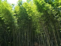 -石塘人家