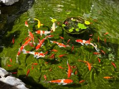 -香雪海饭店中餐厅(人民桥店)