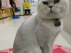 -糯米喵星人·撸猫猫舍咖啡馆(西市场嘉华店)
