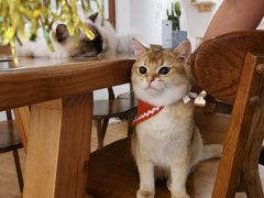 -猫小主咖啡·猫咖cat cafe(福田店)