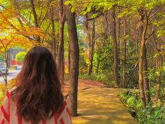 -铁山坪森林公园