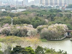 -海珠湖公园