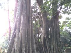 -瑞丽独树成林风景区