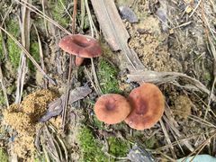 -铁山坪森林公园