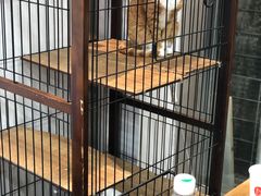 -四月宠物医院·猫专科·心脏专科·内科(转塘店)