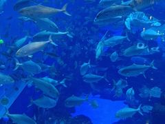 -成都浩海立方海洋公园