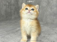 -小猫来了·猫舍(红山六九七九店)