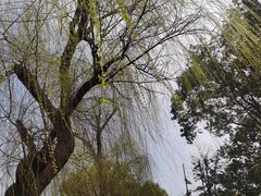 -吴江公园