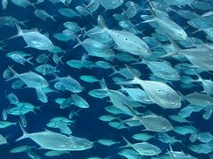 -上海海洋水族馆