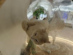 -COLOR PETS 撸猫馆·购猫·猫咖(长风大悦城店)
